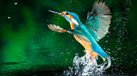 Birds 1080p Wallpaper Wallpapersafari