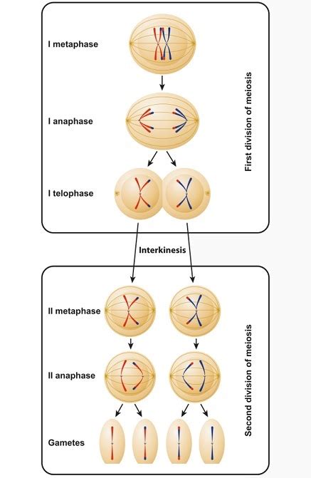 Prophase I Of Meiosis Apolighting