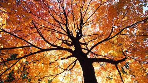 Beautiful Autumn Trees Wallpapers