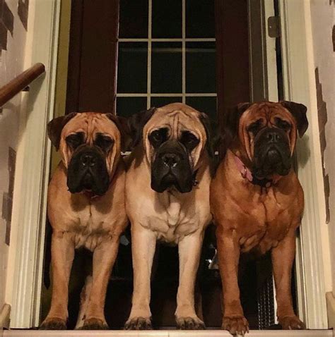 16 Reasons Why You Should Never Own English Mastiff Dogs The Dogman