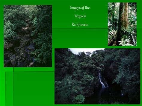 Ppt The Tropical Rainforest Biome Powerpoint Presentation Free