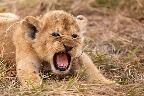 Incredible Picture Shows Lion Cub Letting Out Its First Roar — Fox News