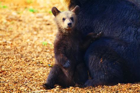 14 Pictures Of The Cutest Bear Cubs Youll Ever See Peta
