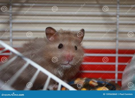 A Close Up View Of A Teddy Bear Hamster In A Cage Stock Photo Image