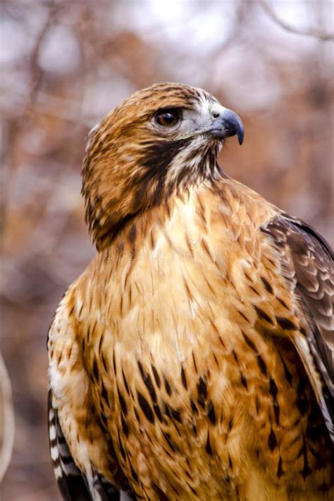 Red Tail Hawk In Winter Setting Stock Photo Image Of Fast Bill 49668164