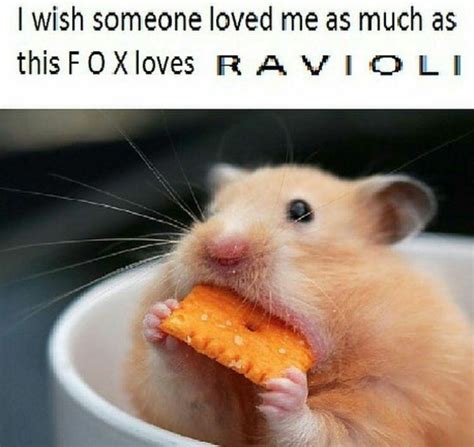 I Wish Someone Loved Me As Much As This Fox Loves Ravioli Hamsters