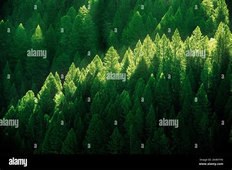 Forest Of Pine Trees On Mountainside In Early Morning Light Luch Green