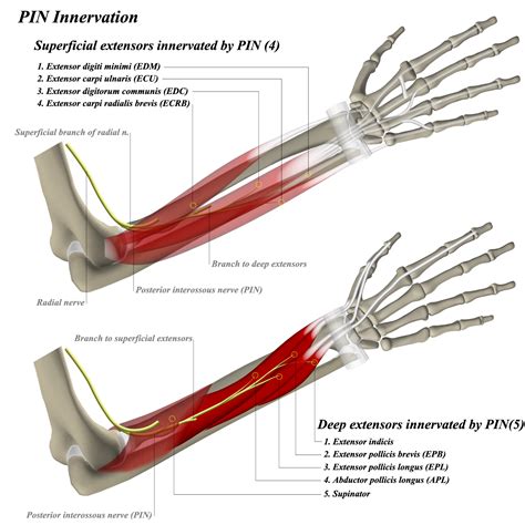 Posterior Interosseous Nerve Anatomy Orthobullets
