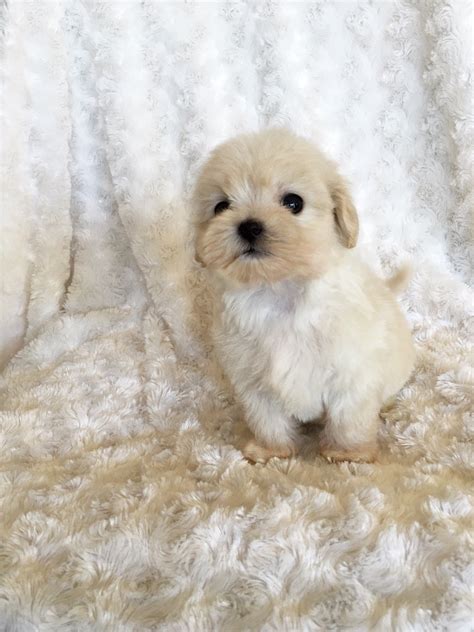 Because nature is not as predictable as we may want it to be, different litters and different puppies from the same. Beautiful Tiny Teacup Puppy Maltipoo - "ELLA" | iHeartTeacups