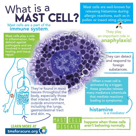 Mast Cell Activation Syndrome Mcas This Is What Happens When Mast Cells Arent Working