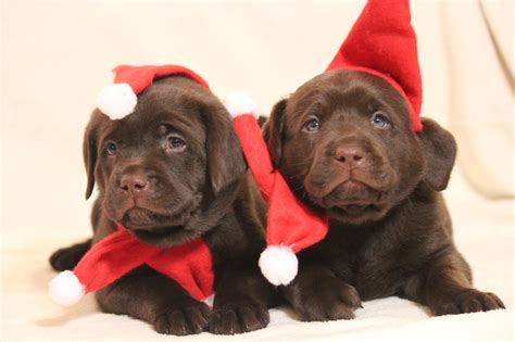 Christmas Chocolate Lab Puppies