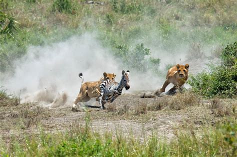 Lions Chasing A Zebra Stock Photo Download Image Now Lion Feline