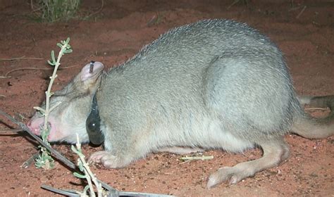 The Scientists Training Australias Native Critters How To Survive