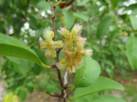 West African Plants A Photo Guide Ximenia Americana L