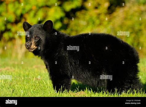 Black Bear Ursus Americanus Eating Grass Ontario Residential Lawn
