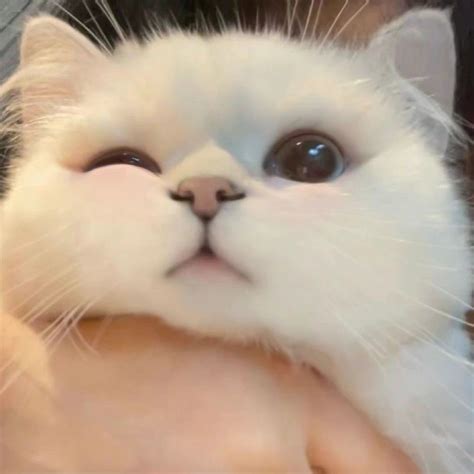 Cute Cats Aesthetic Pictures And Wallpapers To Make You Smile Pfp
