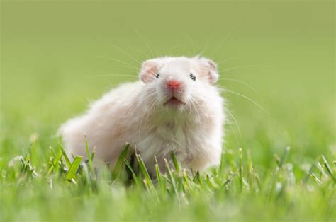 Hamster Enrichment Ideas Top Enrichment Ideas For Hamsters Small Pet