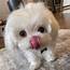 Maltese Puppy Ready For A New And Forever Home  Pets Rehoming Ajman