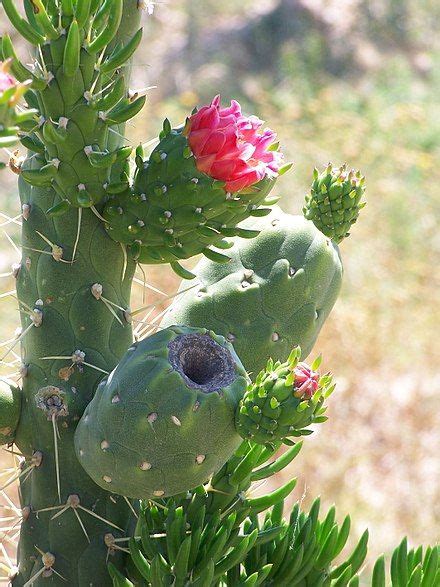 Cylindropuntia Imbricata Growing Succulents Cacti And Succulents Air