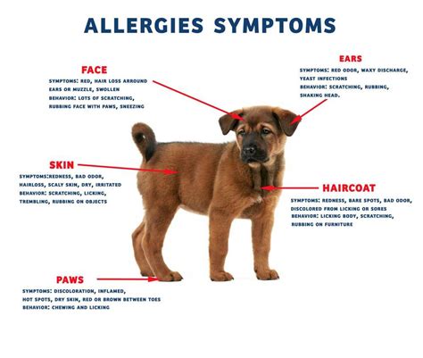 Dog Allergies Symptoms • Tips And Tricks For Pets
