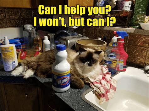 Helpful Kitteh Is Helpful Funny Cat Memes Cat Memes Funny Animal