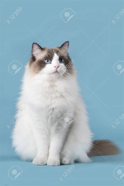 Free Download Pretty Ragdoll Cat With Blue Eyes Looking Up Sitting On A