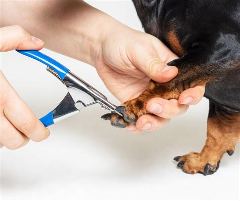 How To Help A Dog With Ingrown Nail Tips And Tricks