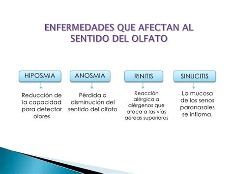 El sentido del olfato le ayuda a disfrutar de la vida, y le permite disfrutar de los aromas de sus comidas preferidas o la fragancia de las flores. Olfato