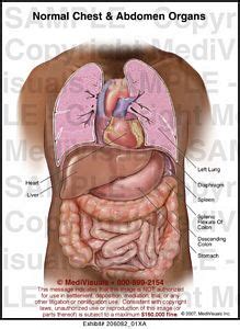 How to view the anatomical labels. Normal Chest and Abdomen Organs Medical Illustration