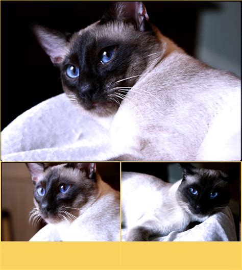 Traditional Siamese Breeder Kittens For Sale Applehead Siamese Cats