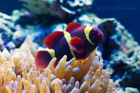 Under The Sea Idaho Aquarium Nature Anna Gorin