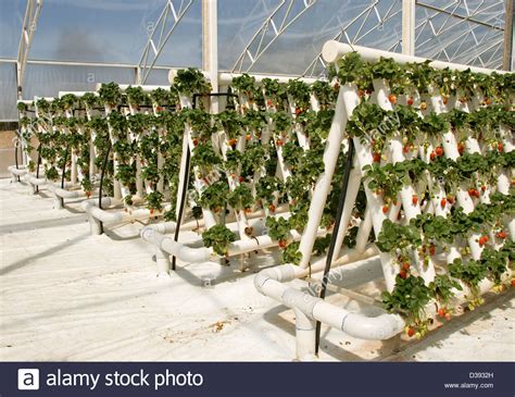 Rows Of Ripe Red Strawberries And Foliage Of Plants