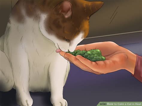 If she's acting restless, but not rubbing herself against everything and lifting her tail to the side. How to Calm a Cat in Heat: 11 Steps (with Pictures) - wikiHow