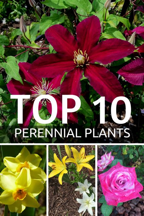 Top 10 Perennial Plants For The Garden Gardening Know