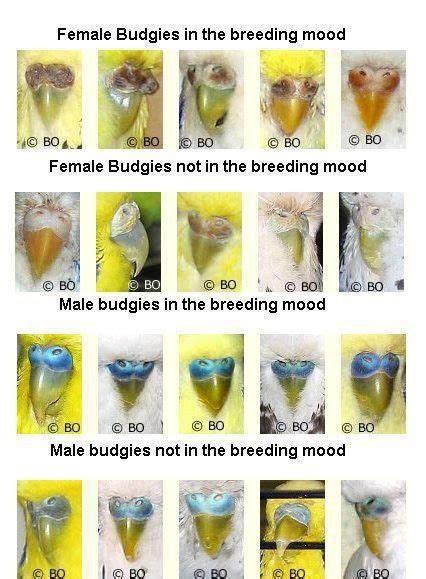 Parakeet Breeding Color Chart