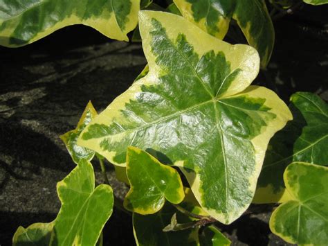 Variegated Ivy Care Tips To Grow A Healthy Variegated Ivy Plant