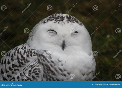 Hilarious Portrait Photo Of A Snowy Owl Making A Funny Face Stock Image
