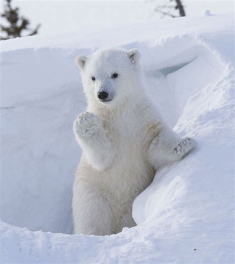 Fotos De Osos Polares Bebes Un Mundo En Paz Osos Polares Peligro De