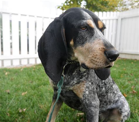 Bluetick Coonhound Breed Information And Facts Article Insider