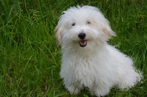 Coton De Tulear Dog Breed Guide Info Pictures Care And More Pet Keen