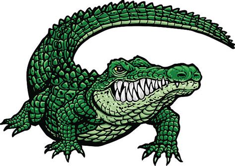 Alligator Illustrations Royalty Free Vector Graphics And Clip Art