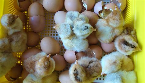 great eggspectations what makes exceptional hatching eggs hobby farms