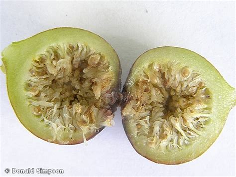 Ficus Aculeata Sandpaper Fig — Territory Native Plants