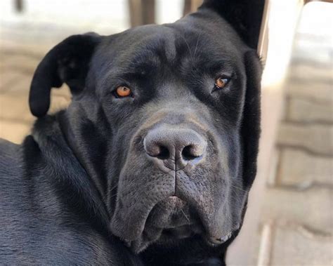 15 Amazing Facts About Cane Corso Dogs You Might Not Know Page 5 Of 5