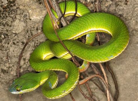 Ular ini boleh membunuh dengan kadar yang pantas,merupakan ular ketiga paling. 7 Spesis Ular Kapak Di Malaysia, Berbisa Dan Mampu Membawa ...