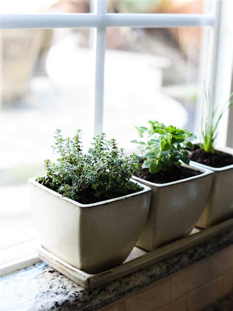 How To Start An Indoor Herb Garden Kitchen Confidante