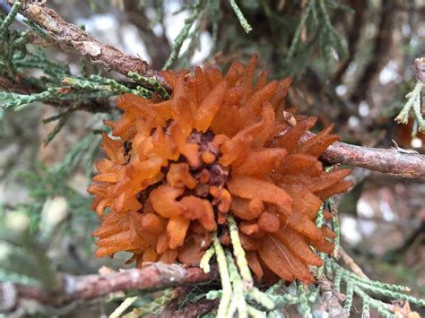 Fighting Fungus How To Fend Off Cedar Apple Rust Weird Plants