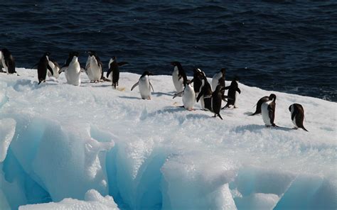 Happy Antarctic Penguins Hd Desktop Wallpaper 14 Preview