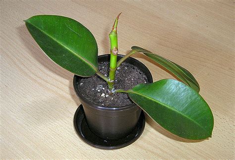 The Rubber Plant Growing Guide Quiet Corner