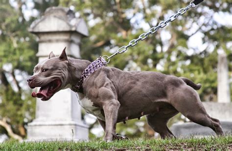 Broturesの看板犬ブロ。世界最強の闘犬ピットブルってどんな犬？ Blogfukuis Blog